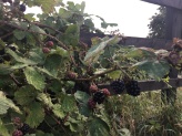 Blackberries for breakfast